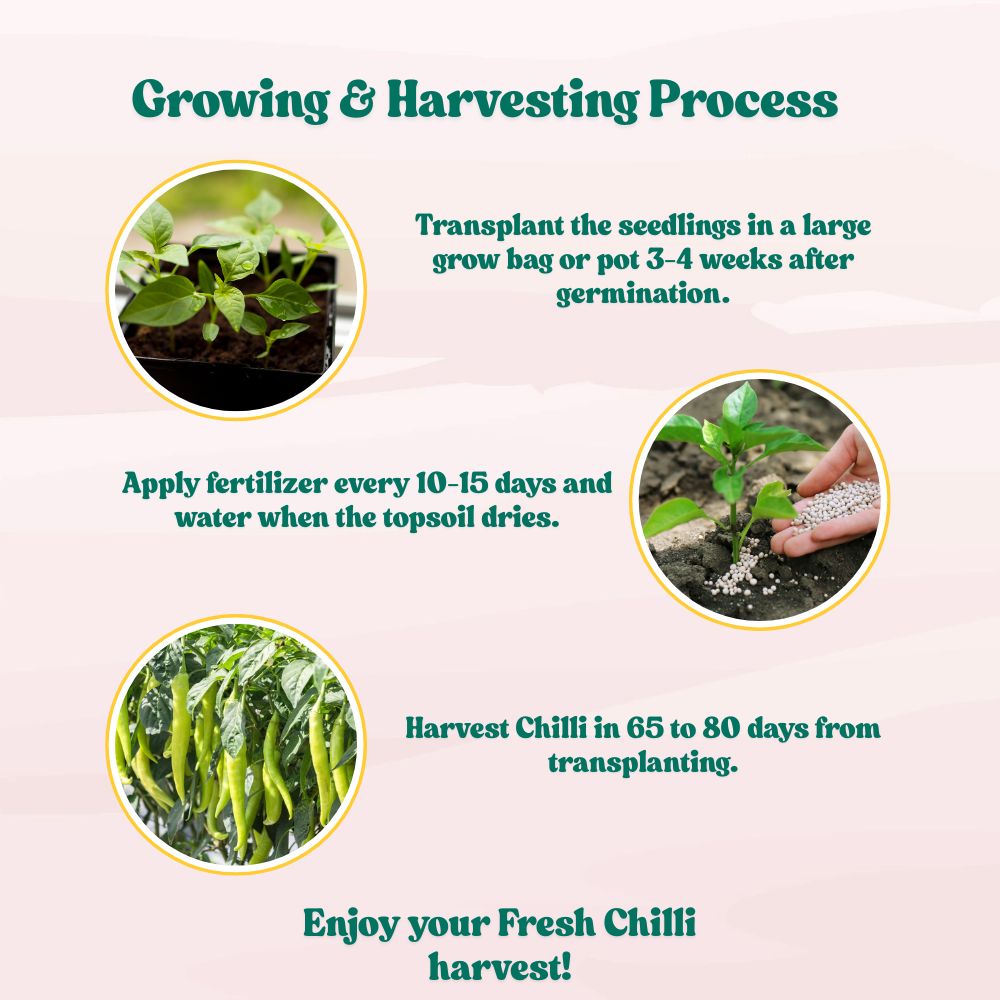 Chilli-Pepper Sweet Banana Seeds - (50 Seeds) High Yield/ High Germination (Mirch/ मिर्च के बीज)