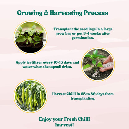 Chilli-Pepper Sweet Banana Seeds - (50 Seeds) High Yield/ High Germination (Mirch/ मिर्च के बीज)