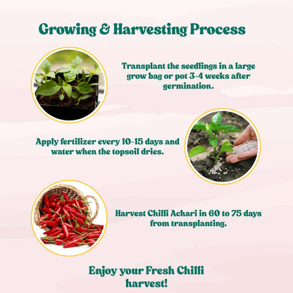 Chilli Achari Seeds - (50 Seeds) High Yield/ High Germination (Achari Mirch/ अचारी मिर्च के बीज)