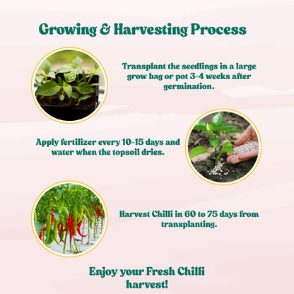 Chilli Barahmasi Seeds - (50 Seeds) High Yield | High Germination | Best for Home Gardens (मिर्च के बीज) (Mirch/ मिर्च के बीज)