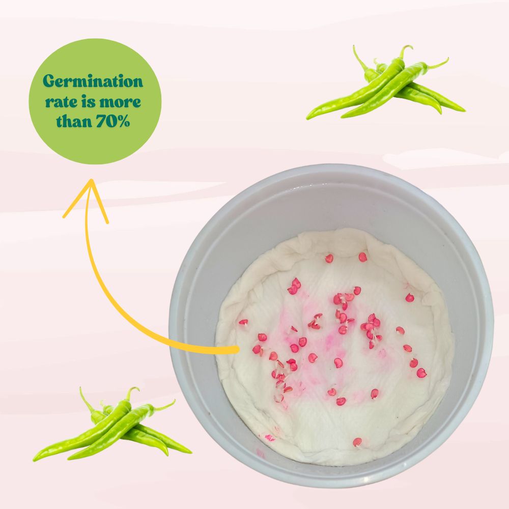 Chilli Barahmasi Seeds - (50 Seeds) High Yield | High Germination | Best for Home Gardens (मिर्च के बीज) (Mirch/ मिर्च के बीज)