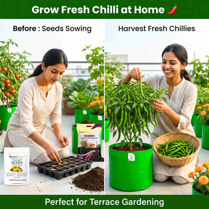 Chilli Barahmasi Seeds - (50 Seeds) High Yield | High Germination | Best for Home Gardens (मिर्च के बीज) (Mirch/ मिर्च के बीज)