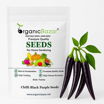 Chilli Black Purple F1 Hybrid Seeds - (50 Seeds) High Yield | High Germination | Best for Home Gardens (मिर्च के बीज) (Mirch/ मिर्च के बीज)
