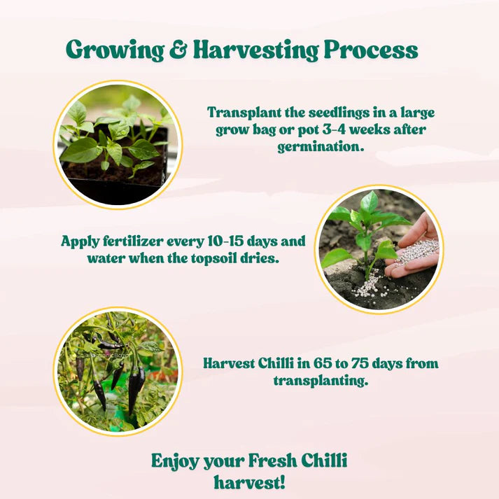 Chilli Black (Upright Type) Seeds (30 Seeds) 🌶️ High Spicy | Exotic | Easy to Grow | Great Yield (मिर्च के बीज) (Mirch/ मिर्च के बीज)