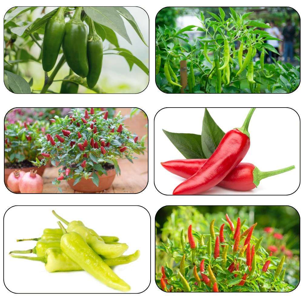 6 Different Varieties Chili Seeds Combo Pack