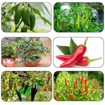 6 Different Varieties Chili Seeds Combo Pack