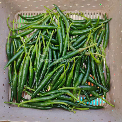 Chilli Dark Green (High Spicy) Seeds - (50 Seeds) High Yield | High Germination | Best for Home Gardens (मिर्च के बीज)