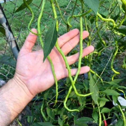 Chilli Extra Long Seeds (50 Seeds) High Yield | High Germination | Best for Home Gardens (मिर्च के बीज)