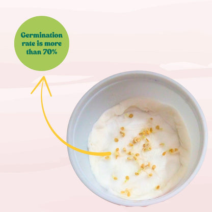 Chilli Extra Long Seeds (50 Seeds) High Yield | High Germination | Best for Home Gardens (मिर्च के बीज)