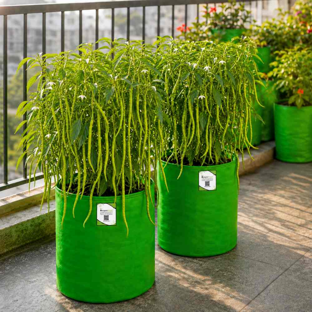 Chilli Extra Long Seeds (50 Seeds) High Yield | High Germination | Best for Home Gardens (मिर्च के बीज)