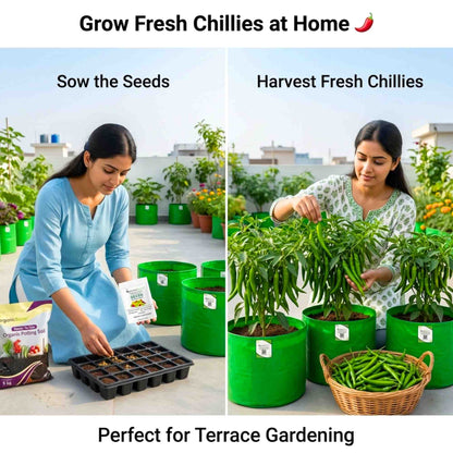 Chilli F-1 Hybrid Seeds (Mirch) Seeds - (50 Seeds) High Yield | High Germination | Best for Home Gardens (मिर्च के बीज)