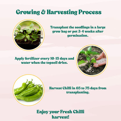 Chilli Green Thick And Long Seeds - (50 Seeds) High Yield | High Germination | Best for Home Gardens (मिर्च के बीज)