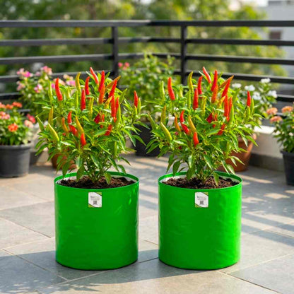 Chilli Hot Pepper Skyward Seeds - (50 Seeds) High Yield | High Germination | Best for Home Gardens (मिर्च के बीज)