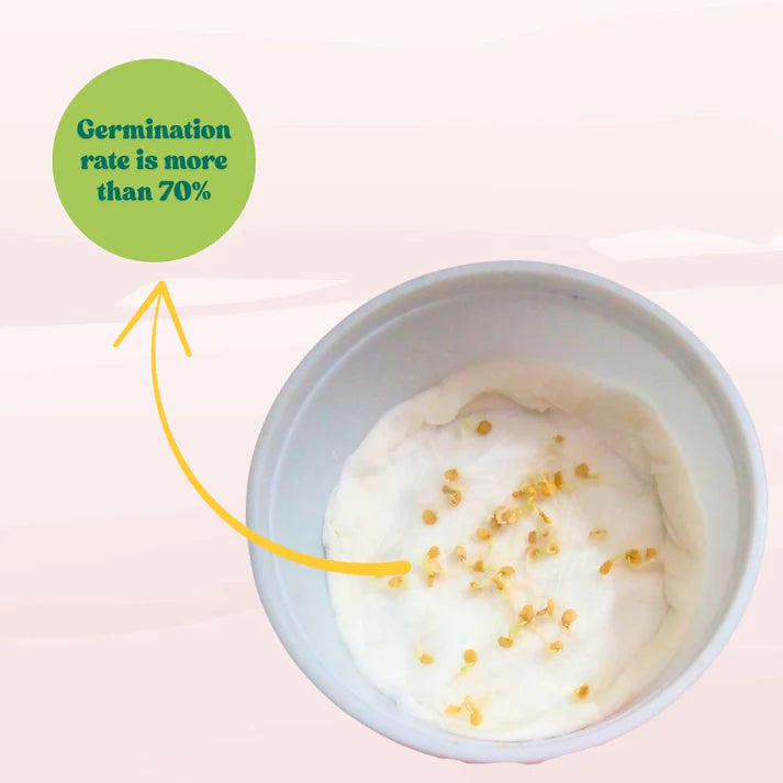 Chilli Jwala (Hari Mirch) Seeds - (50 Seeds) High Yield | High Germination | Best for Home Gardens (मिर्च के बीज) (हरी मिर्च के बीज)