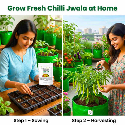 Chilli Jwala (Hari Mirch) Seeds - (50 Seeds) High Yield | High Germination | Best for Home Gardens (मिर्च के बीज) (हरी मिर्च के बीज)