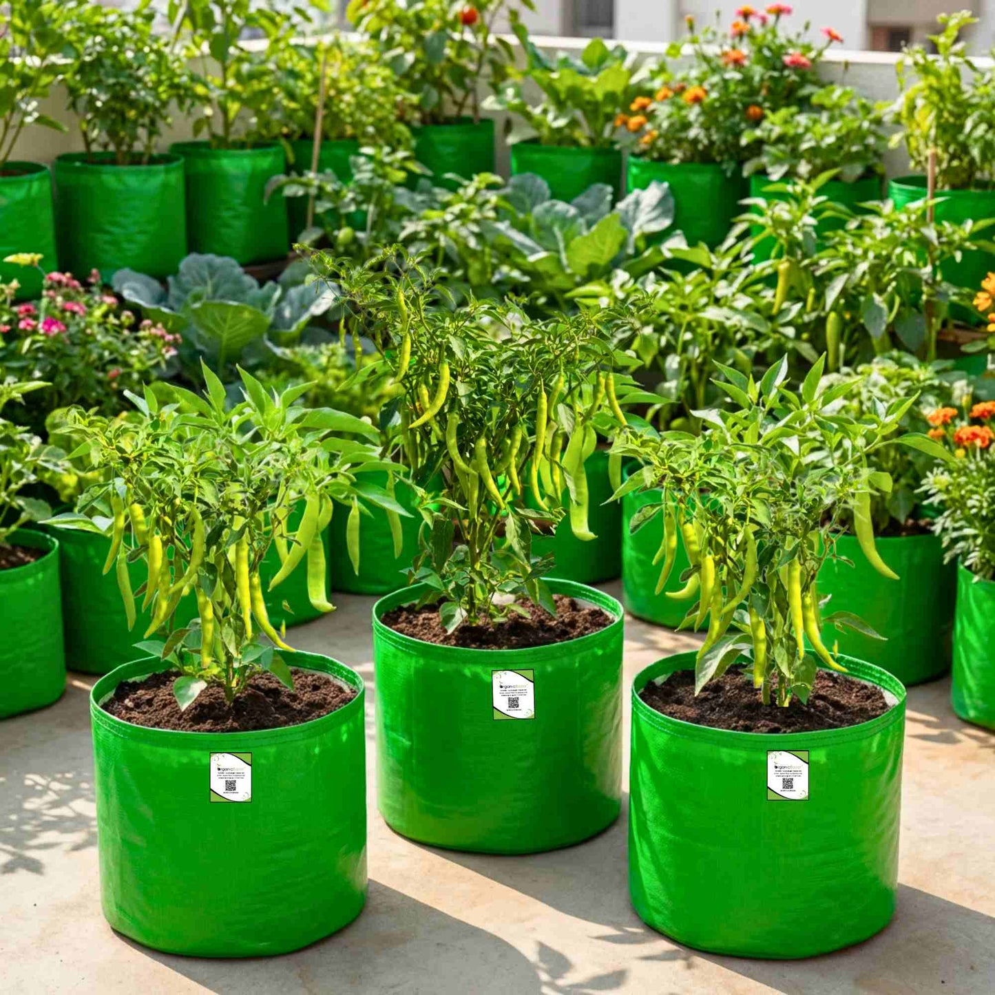 Chilli Jwala (Hari Mirch) Seeds - (50 Seeds) High Yield | High Germination | Best for Home Gardens (मिर्च के बीज) (हरी मिर्च के बीज)