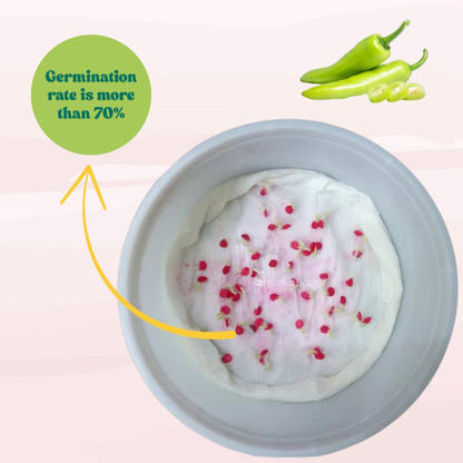 Chilli Light Green (Medium Spicy) Seeds - (50 Seeds) High Yield | High Germination | Best for Home Gardens (मिर्च के बीज)