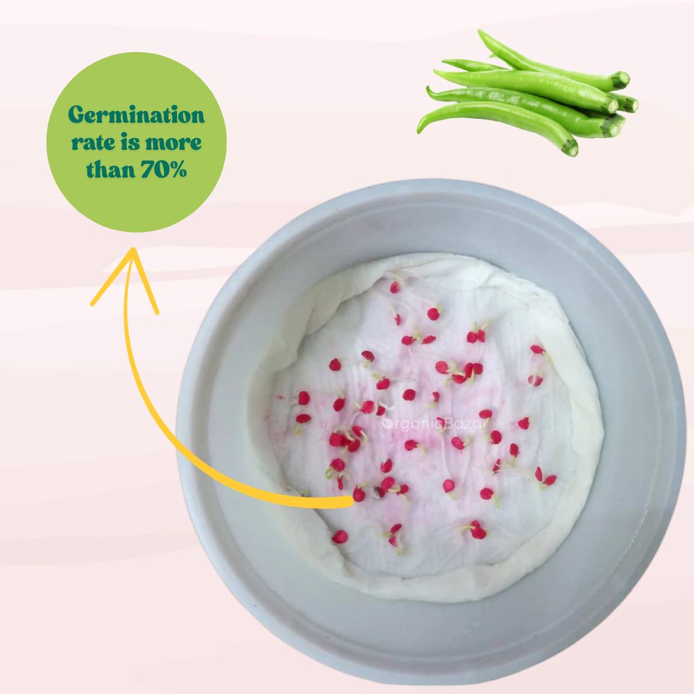 Chilli Parrot Green (High Spicy) Seeds - (50 Seeds) High Yield | High Germination | Best for Home Gardens (मिर्च के बीज)