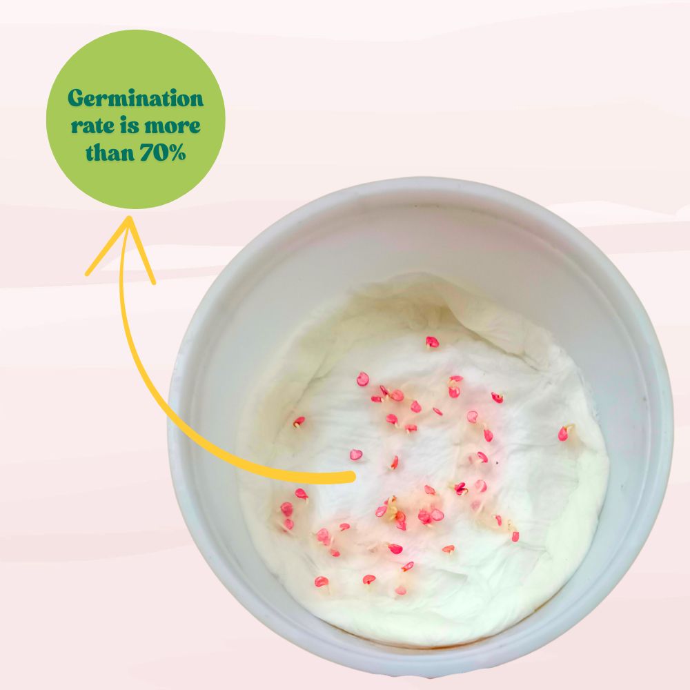 Chilli Surajmukhi Seeds - (50 Seeds) High Yield | High Germination | Best for Home Gardens (मिर्च के बीज)