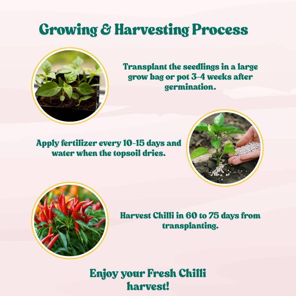 Chilli Surajmukhi Seeds - (50 Seeds) High Yield | High Germination | Best for Home Gardens (मिर्च के बीज)