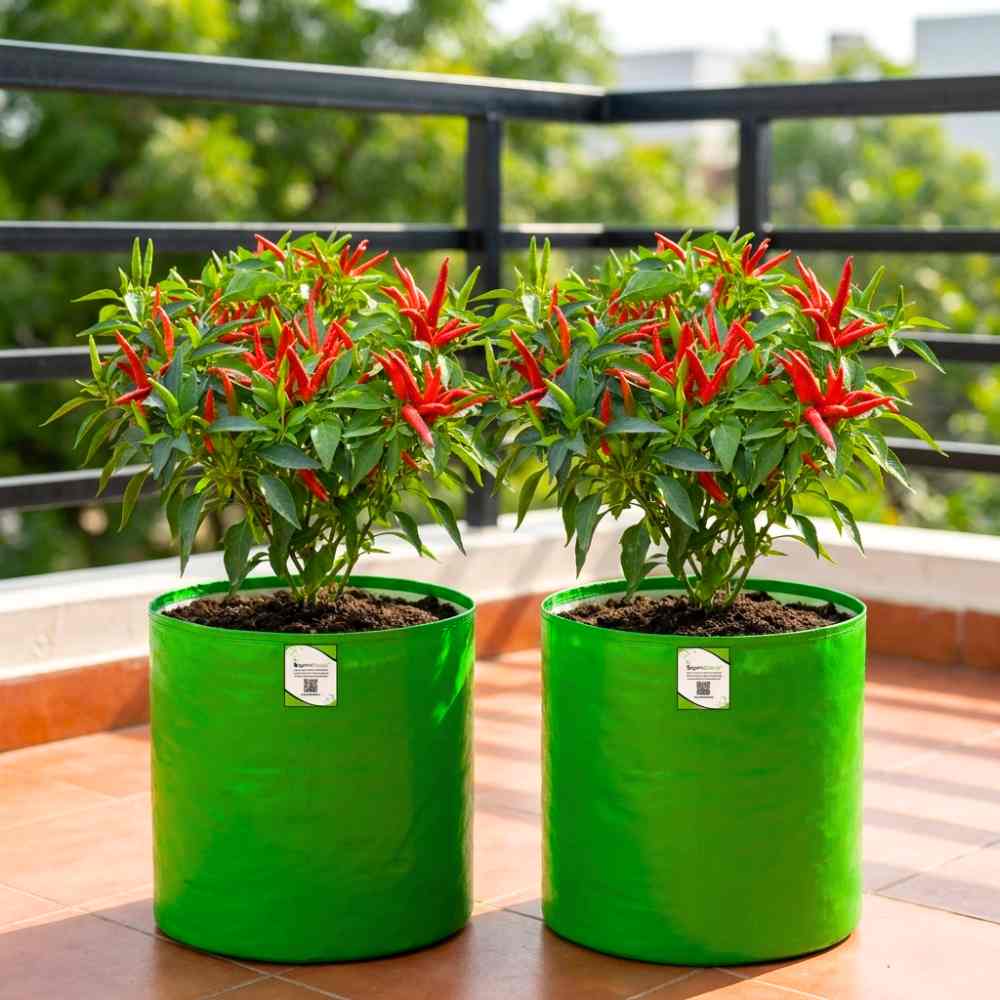 Chilli Surajmukhi Seeds - (50 Seeds) High Yield | High Germination | Best for Home Gardens (मिर्च के बीज)