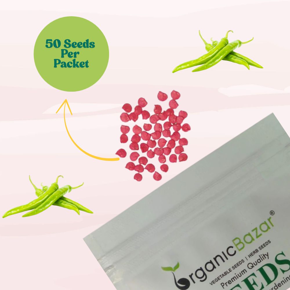 Chilli Barahmasi Seeds - (50 Seeds) High Yield | High Germination | Best for Home Gardens (मिर्च के बीज) (Mirch/ मिर्च के बीज)