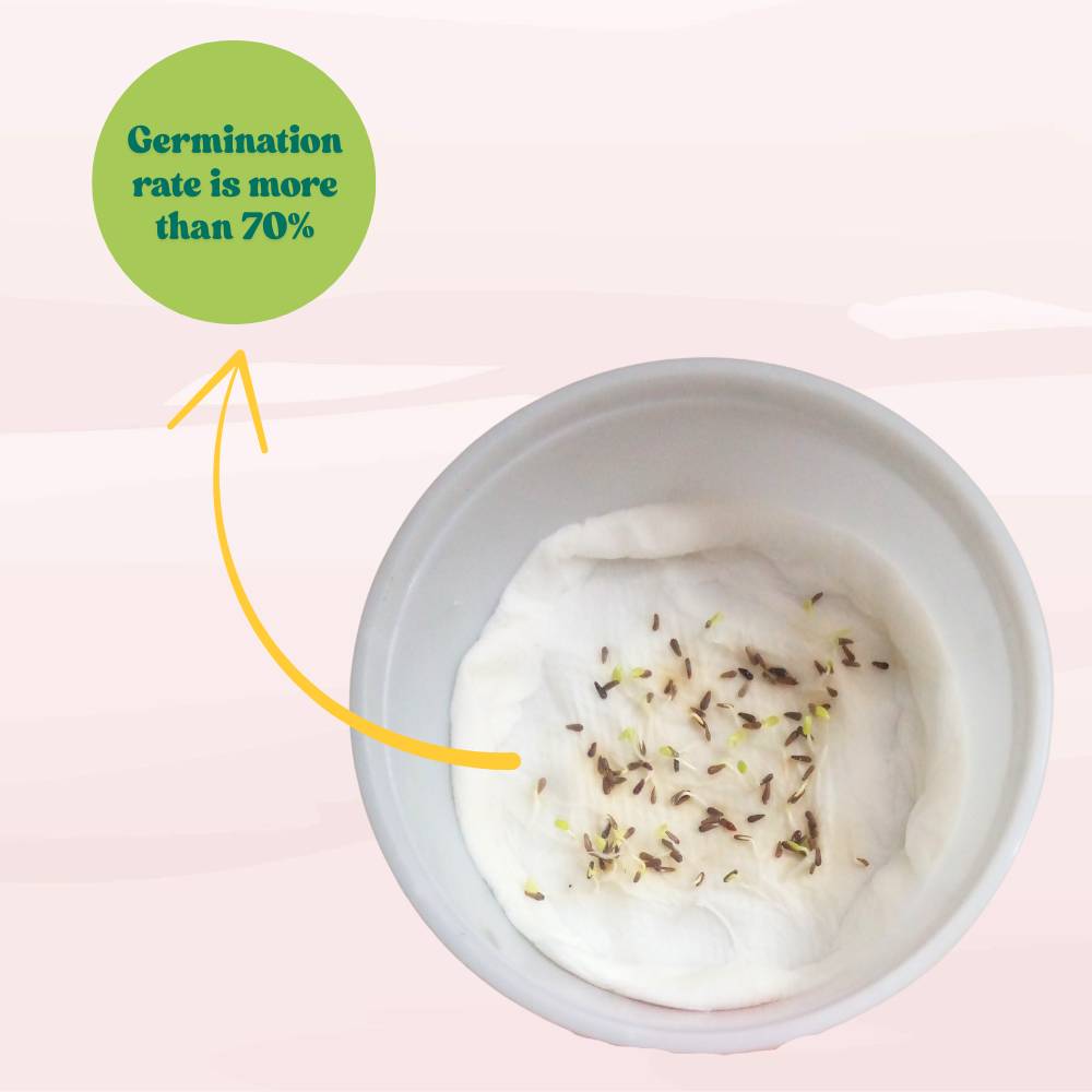 China Aster Mixed Flower Seeds (100 Seeds) High Germination/Easy To grow/ Perfect for pots, balconies, or Terrace gardens