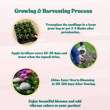 China Aster Mixed Flower Seeds (100 Seeds) High Germination/Easy To grow/ Perfect for pots, balconies, or Terrace gardens