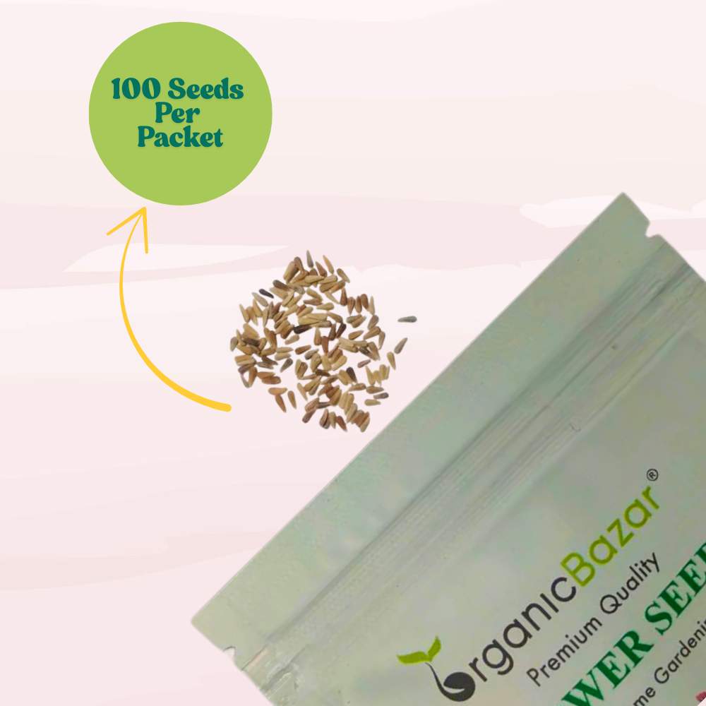 China Aster Pink Seeds (100 Seeds) High Germination/Easy To grow/ Perfect for pots, balconies, or Terrace gardens