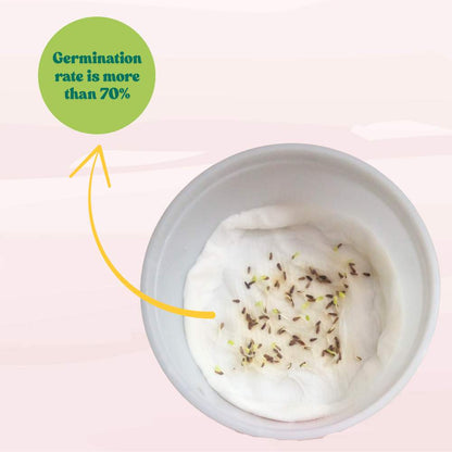 China Aster Pink Seeds (100 Seeds) High Germination/Easy To grow/ Perfect for pots, balconies, or Terrace gardens