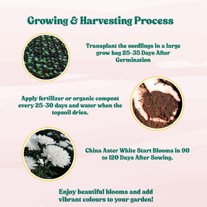 China Aster White Seeds (100 Seeds) High Germination/ Easy To grow/ Perfect for pots, balconies, or Terrace gardens