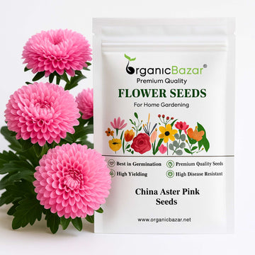 China Aster Pink Seeds (100 Seeds) High Germination/Easy To grow/ Perfect for pots, balconies, or Terrace gardens