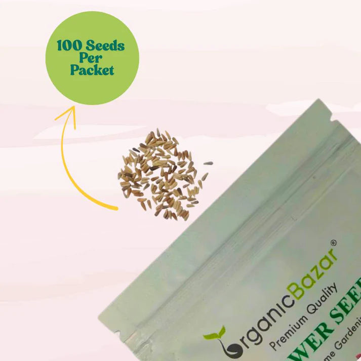 China Aster White Seeds (100 Seeds) High Germination/ Easy To grow/ Perfect for pots, balconies, or Terrace gardens