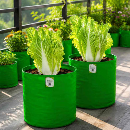 Chinese Cabbage Seeds - 150 Seeds (Chinese Patta Gobhi/चीनी पत्ता गोभी के बीज) High Germination / Easy to Grow / Ideal for Terrace/Kitchen Gardening