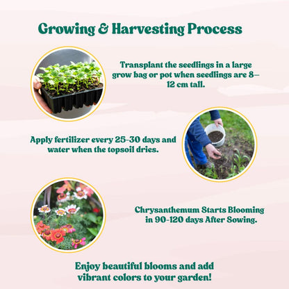 Chrysanthemum Carinatum Mix Seeds - 200 Seeds (Guldaudi/ Chandra Mallika/गुलदाउदी के बीज) High Germination/ Easy To grow/ Perfect for pots, balconies, or Terrace gardens