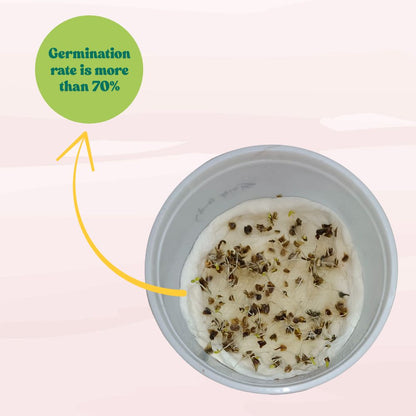 Chrysanthemum Carinatum Mix Seeds - 200 Seeds (Guldaudi/ Chandra Mallika/गुलदाउदी के बीज) High Germination/ Easy To grow/ Perfect for pots, balconies, or Terrace gardens