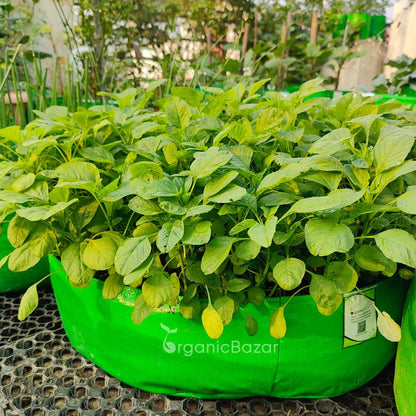 Chaulai Green Amaranth (Hari bhaji) Seeds - 5g (चौलाई भाजी के बीज)