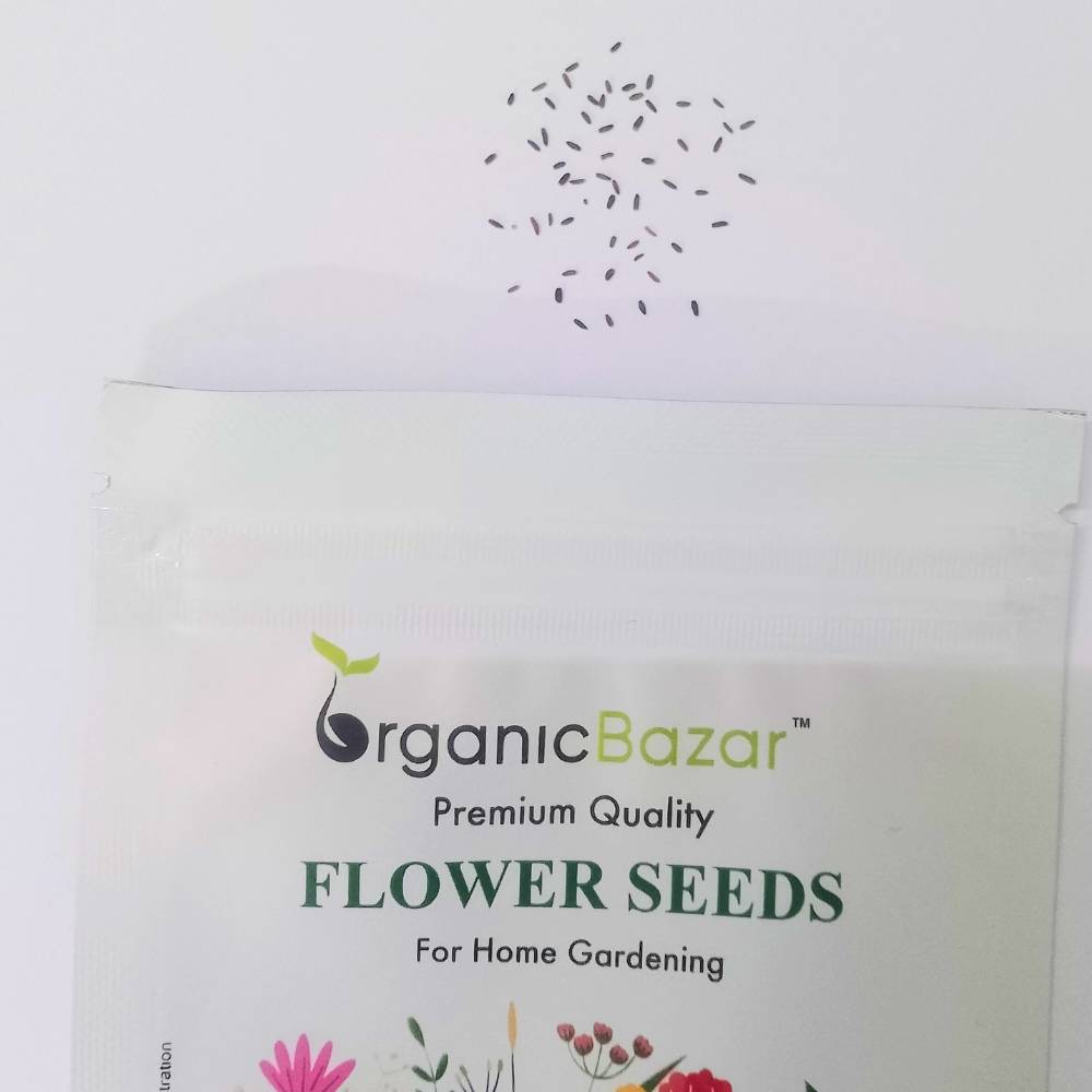 Cineraria Maritima Flowering Seeds (50 Seeds) High Germination/ Easy To grow/ Perfect for pots, balconies, or Terrace gardens