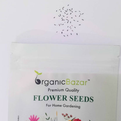 Cineraria Maritima Flowering Seeds (50 Seeds) High Germination/ Easy To grow/ Perfect for pots, balconies, or Terrace gardens