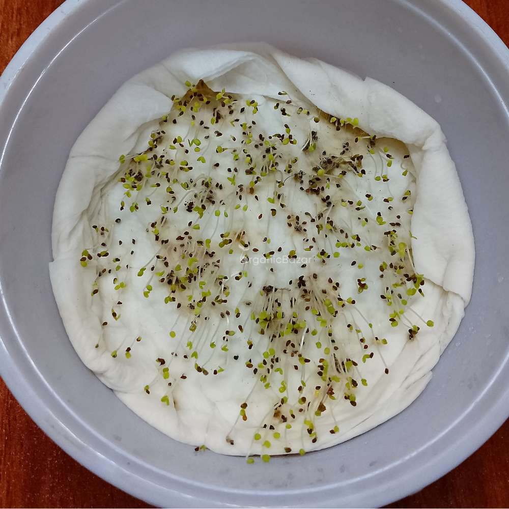 Clarkia Elegans Double Mix Seeds (200 Seeds) High Germination/ Easy To grow/ Perfect for pots, balconies, or Terrace gardens