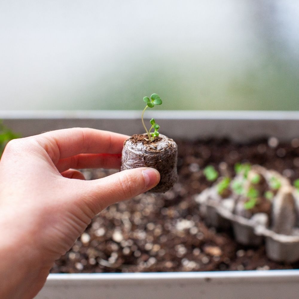 Coco Peat Coins Jiffy Bag for Seed Germination