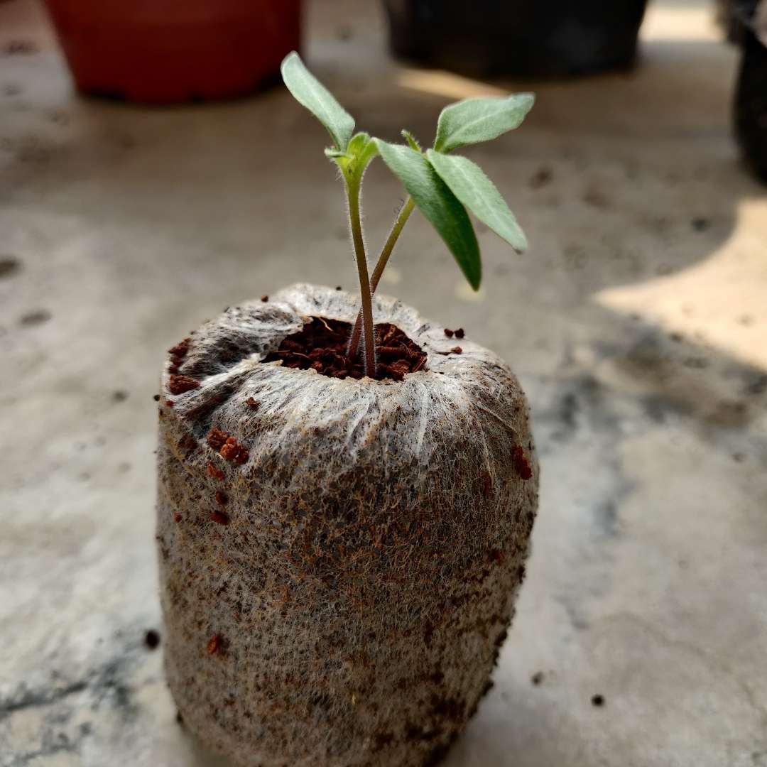 Coco Peat Coins Jiffy Bag for Seed Germination