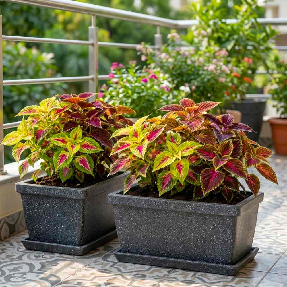 Coleus Rainbow Mixed Seeds (200 Seeds) High Germination/ Easy To grow/ Perfect for pots, balconies, or Terrace gardens