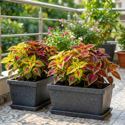 Coleus Rainbow Mixed Seeds (200 Seeds) High Germination/ Easy To grow/ Perfect for pots, balconies, or Terrace gardens