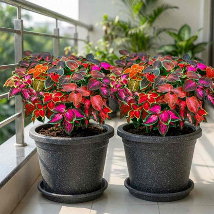 Coleus Rainbow Mixed Seeds (200 Seeds) High Germination/ Easy To grow/ Perfect for pots, balconies, or Terrace gardens