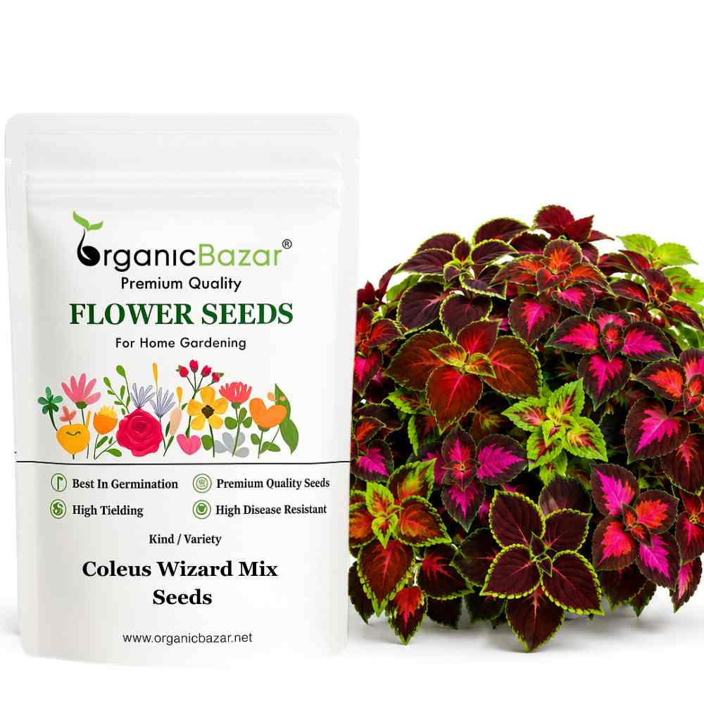 Coleus Wizard Mix Seeds (100 Seeds) High Germination/ Easy To grow/ Perfect for pots, balconies, or Terrace gardens