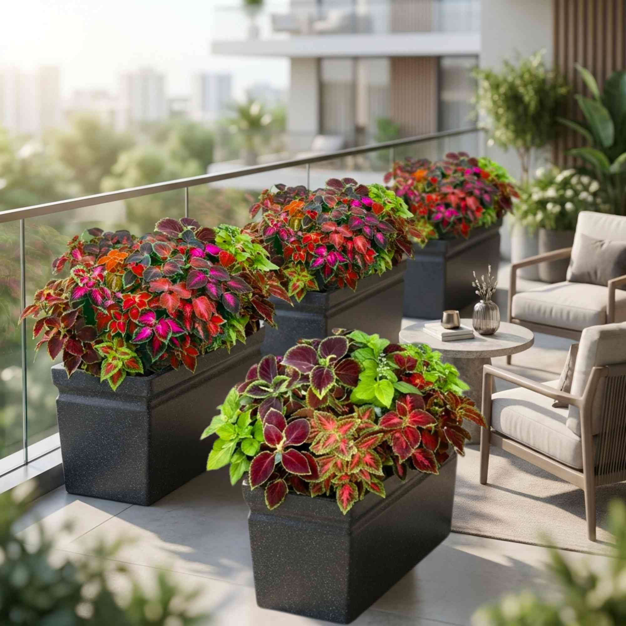 Coleus Wizard Mix Seeds (100 Seeds) High Germination/ Easy To grow/ Perfect for pots, balconies, or Terrace gardens