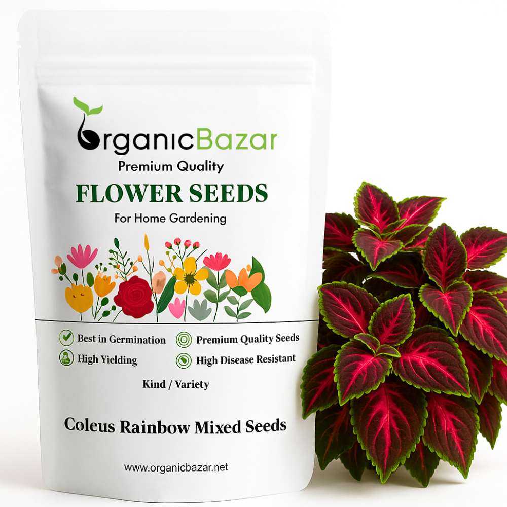 Coleus Rainbow Mixed Seeds (200 Seeds) High Germination/ Easy To grow/ Perfect for pots, balconies, or Terrace gardens