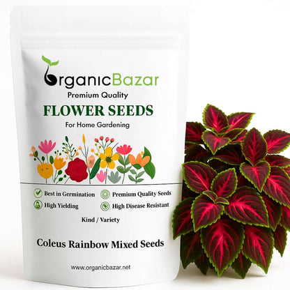rainbow flower seeds Buy Best Quality Coleus Rainbow Mixed Flower Seeds Online – Organicbazar
