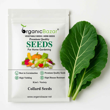 Collard Seeds (300 Seeds)